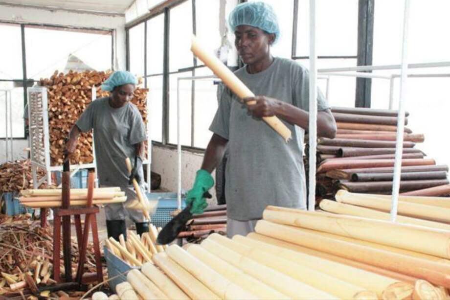 Corpocampo es una empresa que tiene cuatro plantas de extracción de palmitos y açaí en el Pacífico colombiano. / Foto - Corpocampo