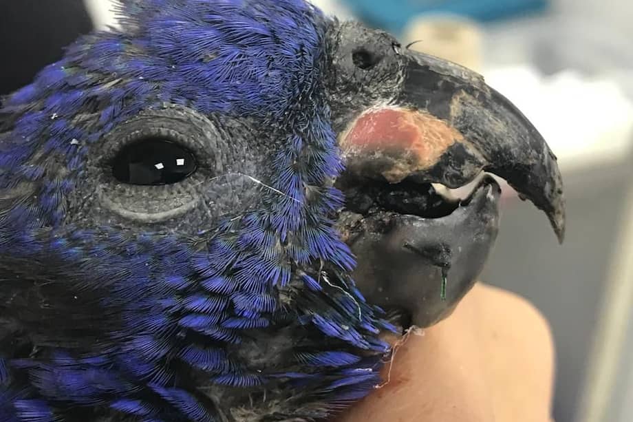 El animal llegó malherido al Centro de Atención y Valoración de fauna silvestre - CAV, de Cortolima.