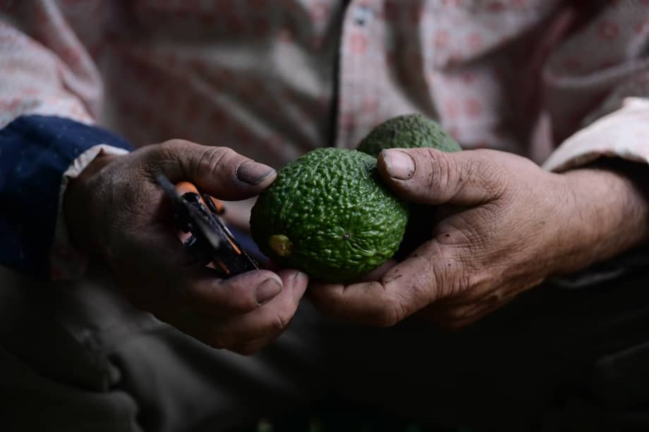 El aguacate hass es apto para exportar, porque tarda 40 días en madurar / Fotos: Óscar Pérez - El Espectador