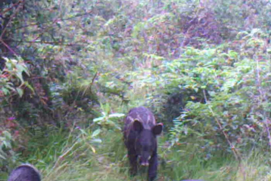 Corporación Autónoma Regional del Alto Magdalena