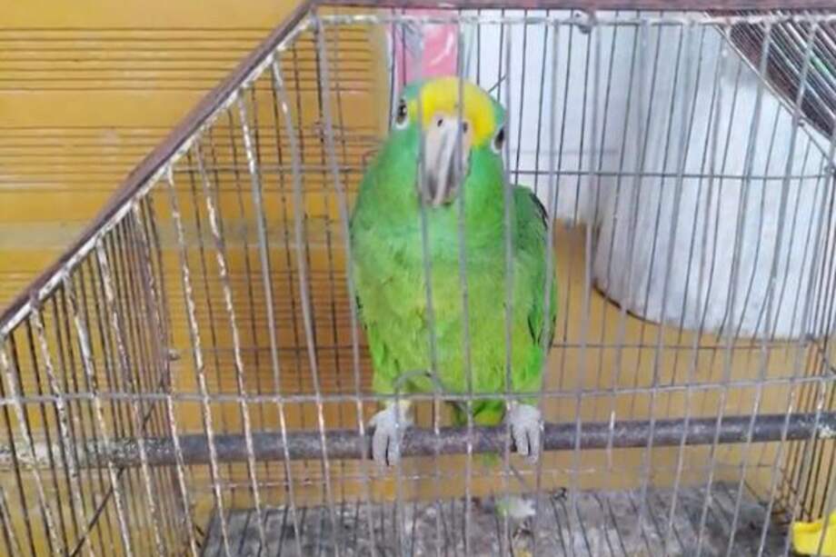 Los seis animales fueron trasladados al Centro de Rehabilitación y Valoración (CARV) de Corpocaldas.