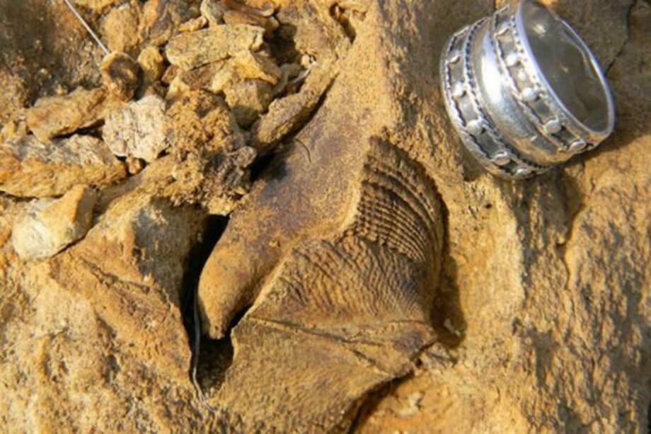 Descubren en Chile fósiles de 300 millones de años de antigüedad Foto: Museo de Historia Natural de Puchuncaví.