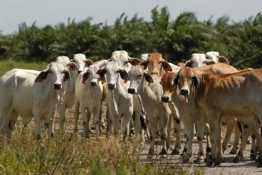 Según el ministro de Agricultura, en Venezuela los requisitos sanitarios que combaten la fiebre aftosa son más laxos que los que se exigen con Colombia. / Archivo