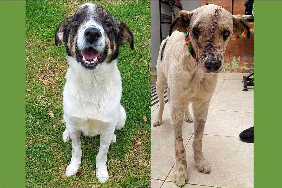 El perro Oreo, antes y después de la operación gestionada por La Pandilla al Rescate.