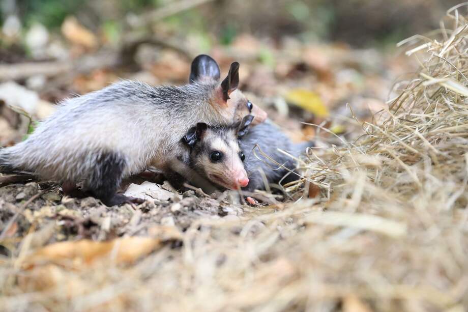 En 2024, las autoridades rescataron más de 600 ejemplares de diferentes especies en Bogotá y Cundinamarca.
