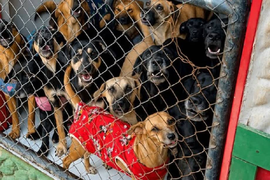 Tras perder su refugio en un incendio, 32 animales en Girardota convocan voluntarios para su atención diaria