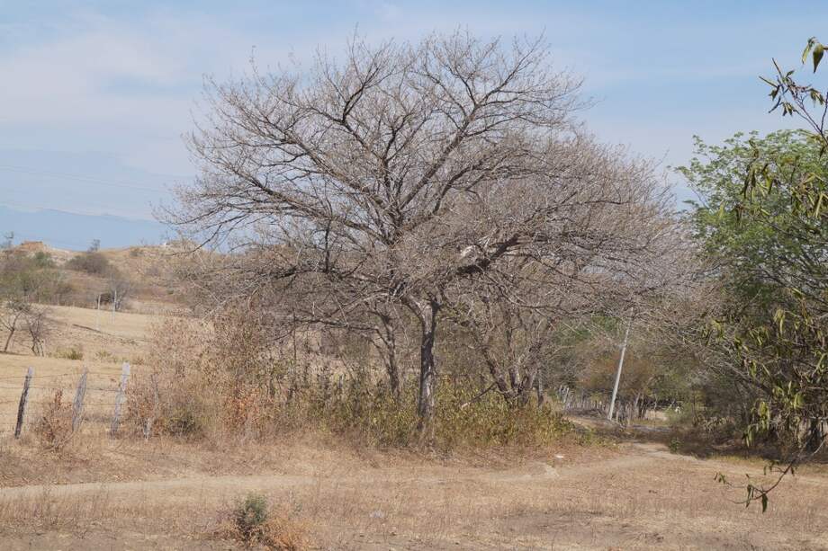 Los bosques secos pueden aguantar hasta nueve meses sin lluvia, se tornan cafés y luego se recuperan y duran cerca de dos meses con tonalidades verdes. Fotos: Cecilia Leal - PNUD