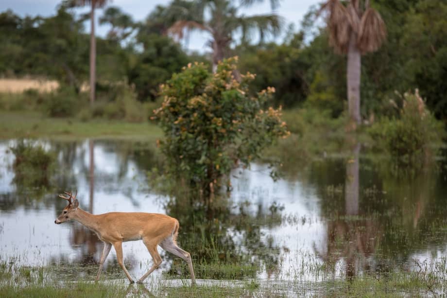 La Orinoquia en Colombia ocupa 34.720.832 hectáreas.