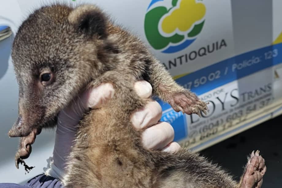 Este es uno de los cusumbos rescatados.