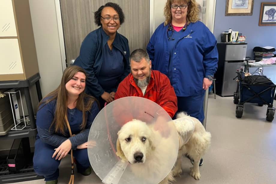 El perro desapareció mientras perseguía a los coyotes. Lo encontraron dos días después, con heridas en todo su cuerpo y a punto de morir.