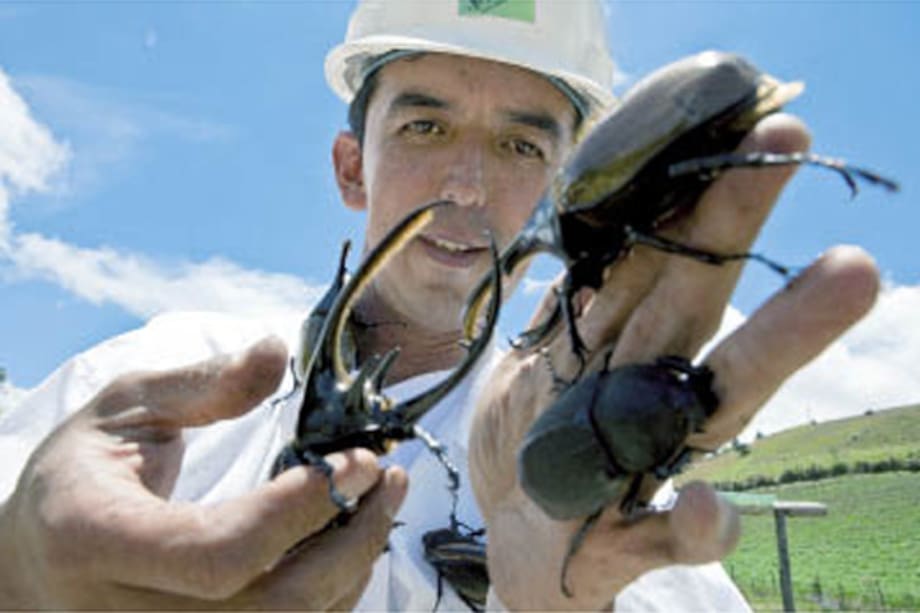 Bichos de exportación