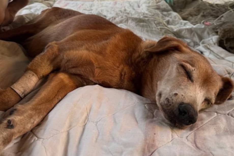 La comunidad que cuidó a Luna durante más de 15 años le dio una despedida especial tras su fallecimiento.