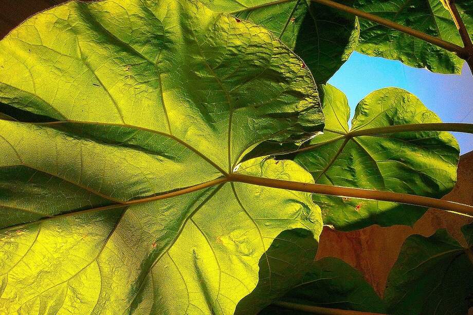 El tamaño de las hojas varía a razón de más de 100.000 veces entre todas las especies del planeta. / Anthony- Flickr