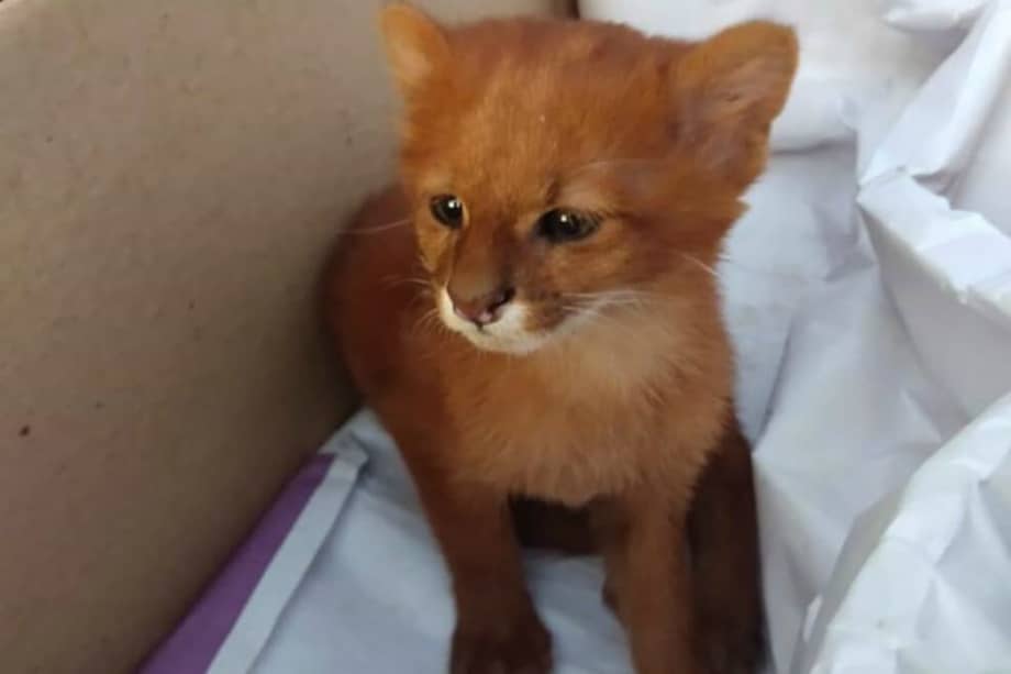 Tito, puma rescatado. / Foto tomada de la Fundacion Argentina de Rescate Animal