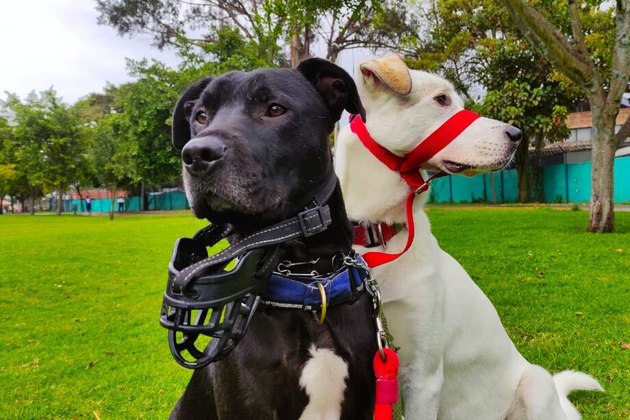 Se habilitarán 27 puestos comerciales que funcionarán de 9:00 a.m. hasta las 5:00 p.m. en donde se encontrarán diversos productos para el bienestar de los animales.