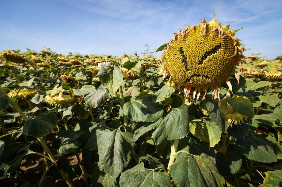 Girasoles secos en un campo durante un periodo prolongado de sequía en Saint-Denis-Bovesse, Bélgica.