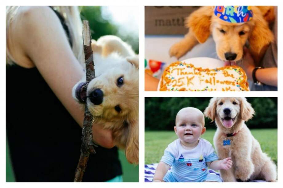 Ollie Vue, el tierno golden retriever de tres patas que no se pone limitaciones