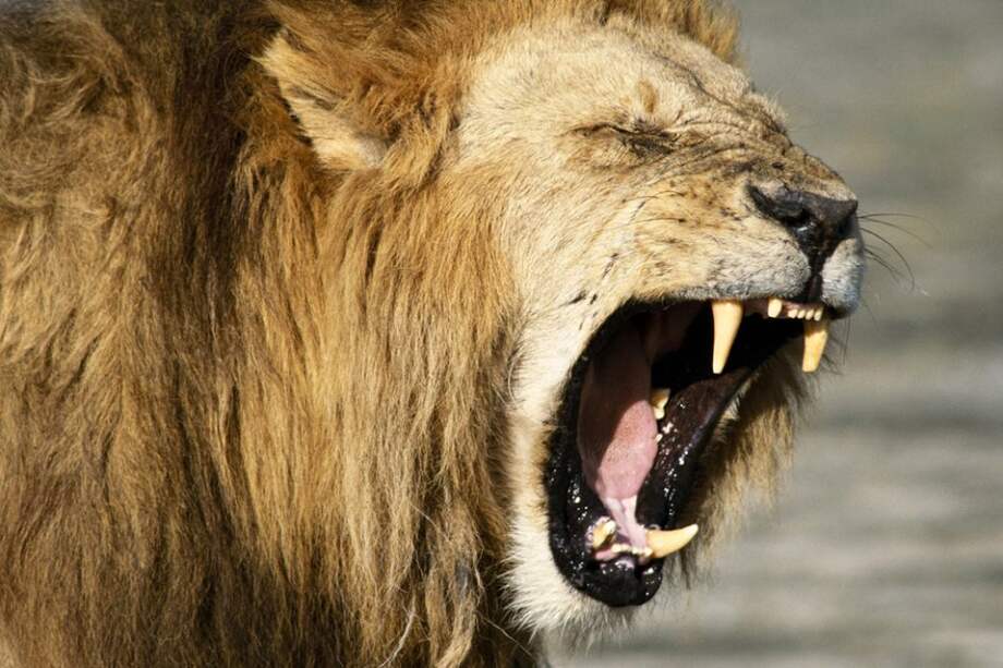 Zoológico de Uruguay se quedó sin leones