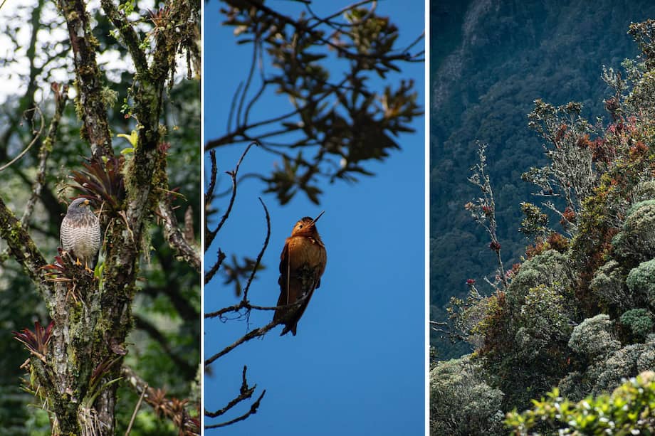 La nueva área protegida abarca casi 24 mil hectáreas.
