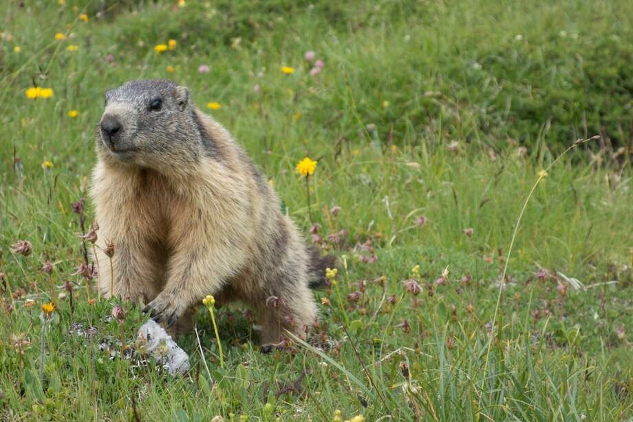 Los estudios del grupo dirigido por Blumstein han permitido entender cómo estos animales se comunican, detectan depredadores y responden a los cambios del entorno.