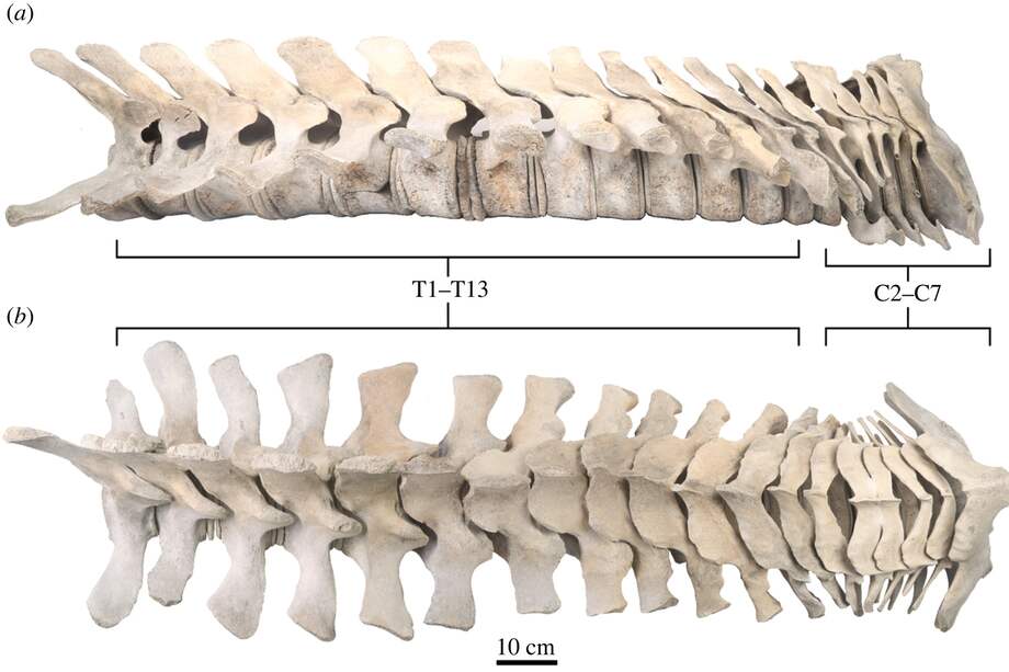 Serie vertebral en (a) vista lateral derecha y (b) dorsal, con toda la columna vertebral articulada en secuencia. Crédito de la imagen original: Courtney Johnson.