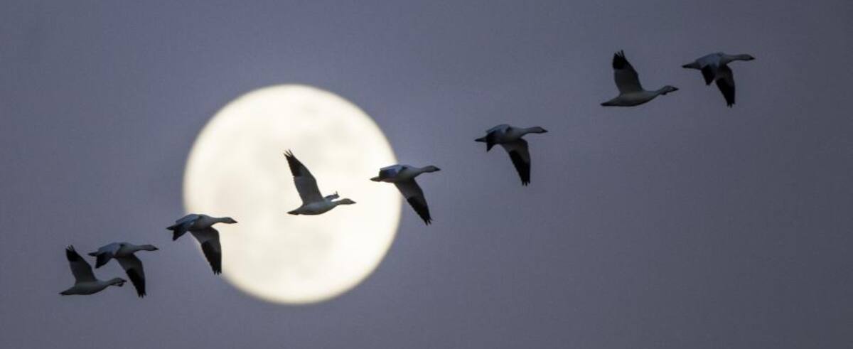 La luna de julio invita a emprender nuevos proyectos