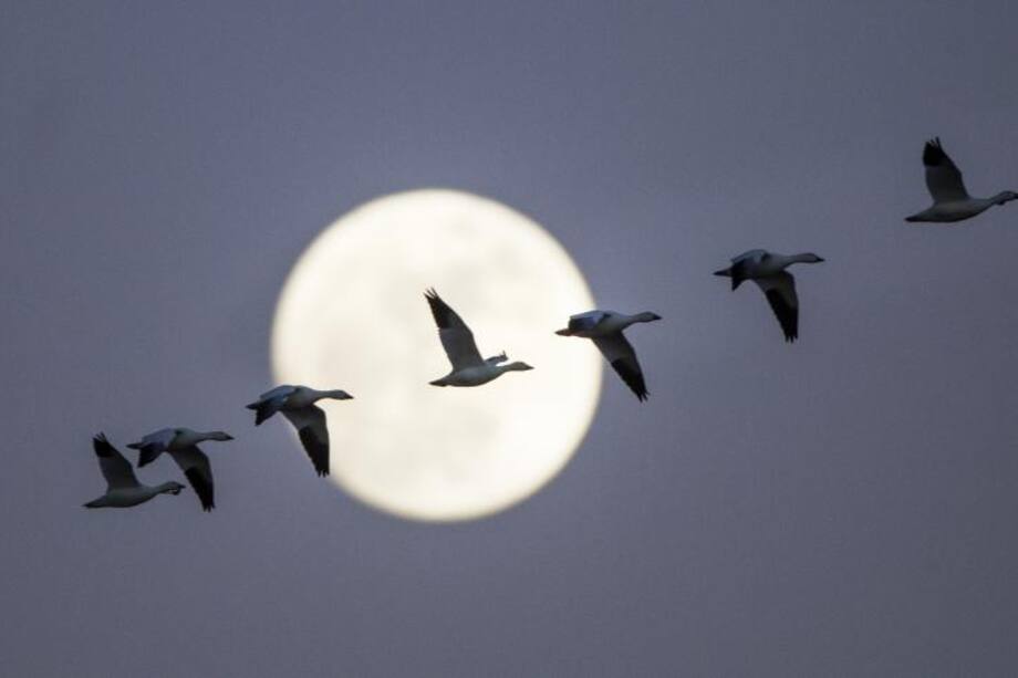 La luna de julio invita a emprender nuevos proyectos