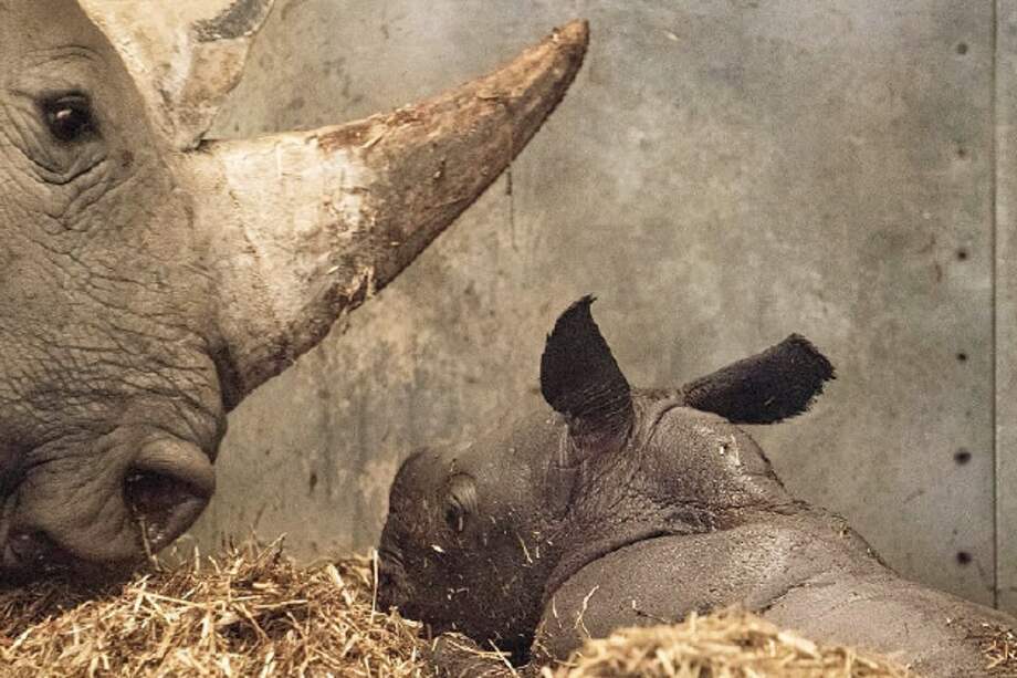 El ejemplar nació el 15 de abril en Dinamarca. / EFE