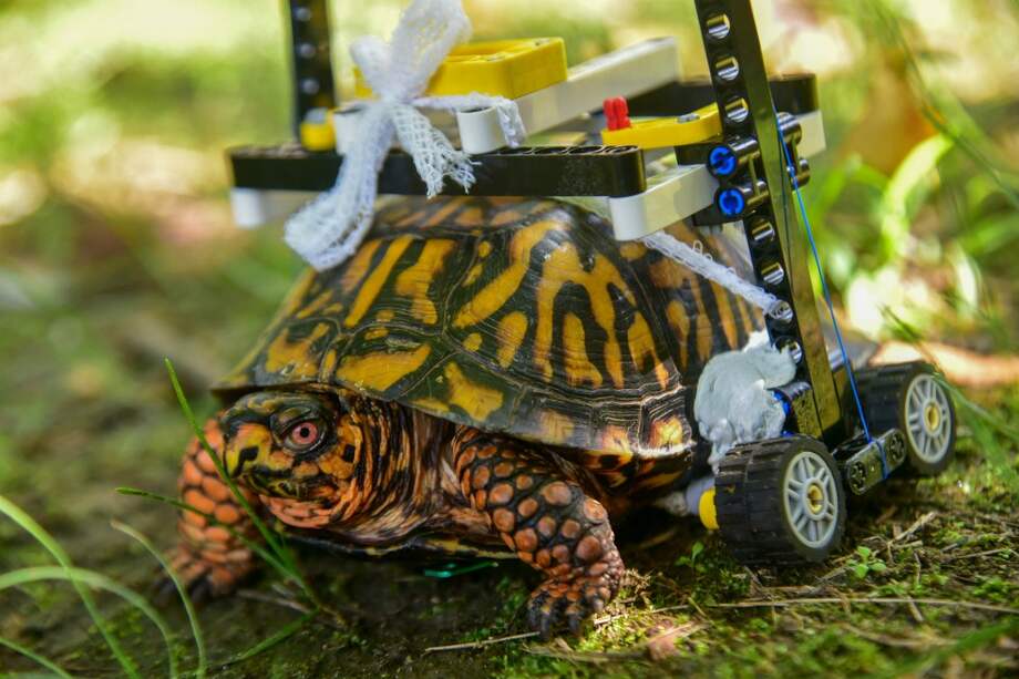 Imagen de la tortuga con la silla de rueda fabricada con piezas de Lego. / Tomada de marylandzoo.org