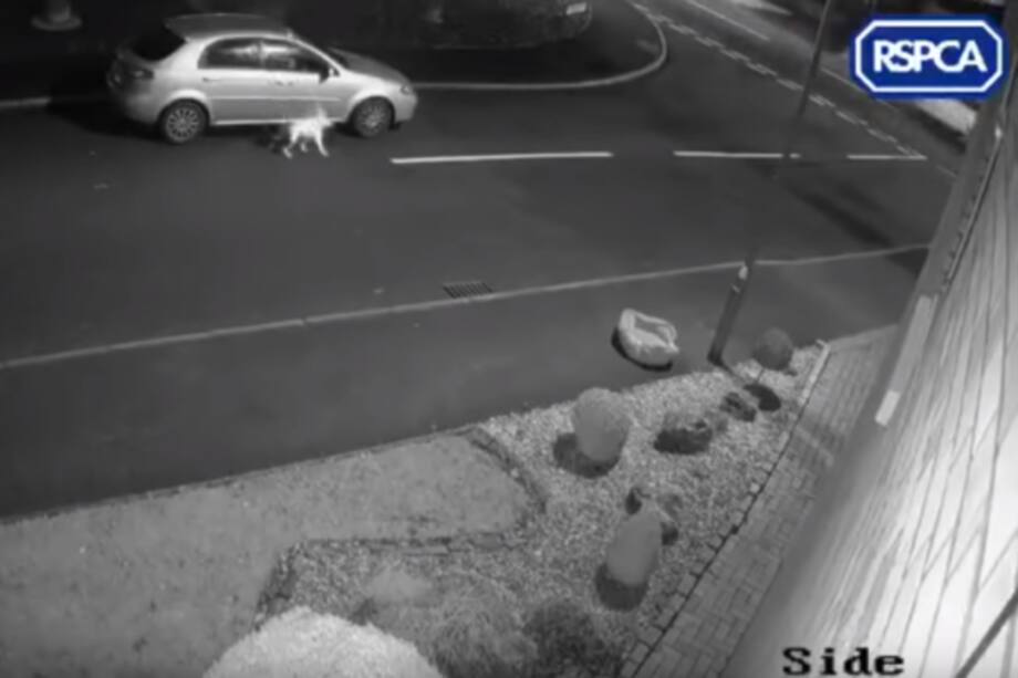 Una sociedad protectora de animales difundió las imágenes / Captura de video en Youtube