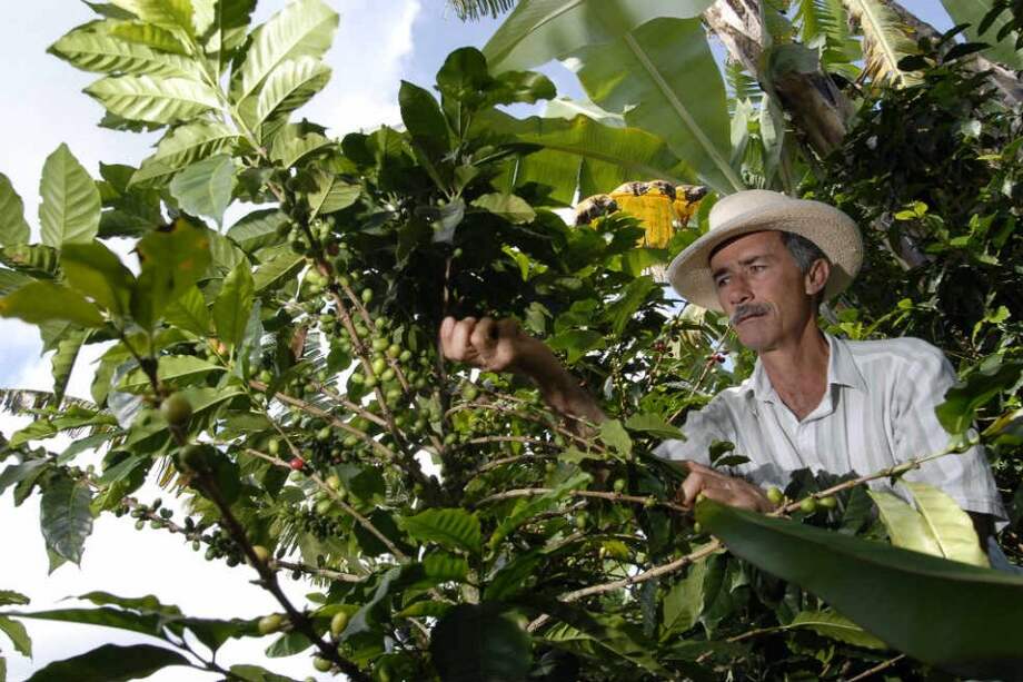 Los cafeteros dejaron de recibir en los últimos doce años el valor de dos ciclos de cosecha. / Archivo