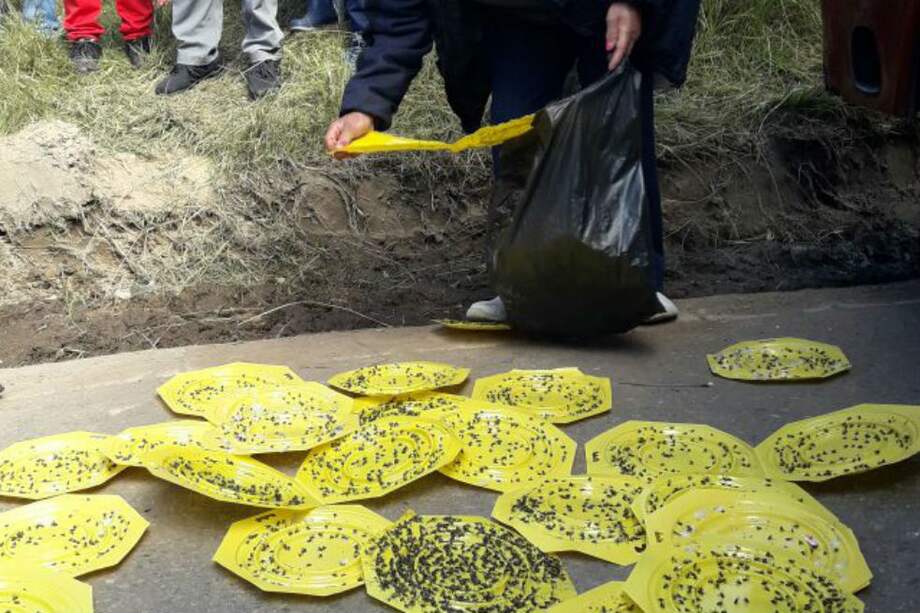 Para evidenciar la problemática, los vecinos exhibieron en el suelo platos trampa repletos de moscas. /Tomada de Twitter: @C_DLibertad