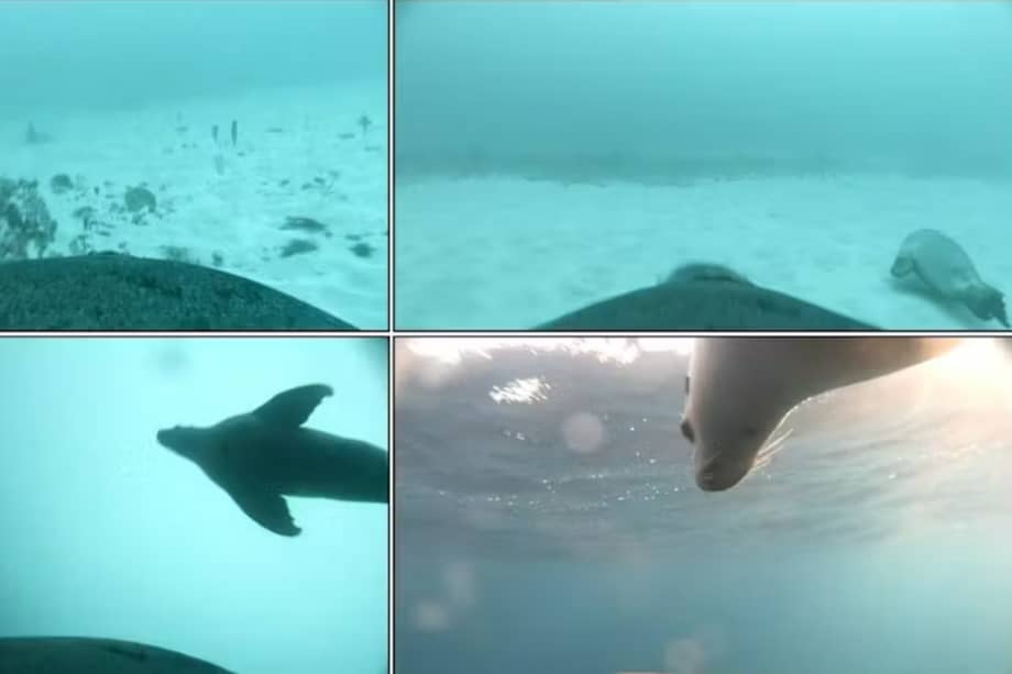 Imágenes fijas de la cámara acoplada a una hembra adulta de león marino australiano, que muestran a su cría (a) desplazándose por un hábitat de jardín de esponjas, (b) nadando sobre arena desnuda, (c) ascendiendo y (d) en la superficie. Angelakis et al. / Revista Australiana de Zoología , CC BY-NC