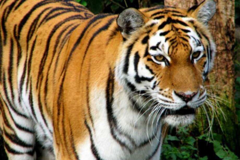 Tigresa mata a ocho personas en la India en un mes