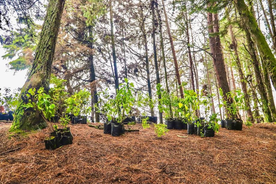 Se busca recuperar ecosistemas estratégicos con especies nativas.