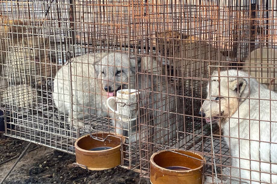 Los animales criados para obtener su piel, como estos zorros de una granja en la provincia nororiental china de Liaoning, pueden ser portadores de varios virus que infectan a las personas. Las granjas peleteras suelen estar mal reguladas y son laxas en cuanto a las medidas de bioseguridad.
