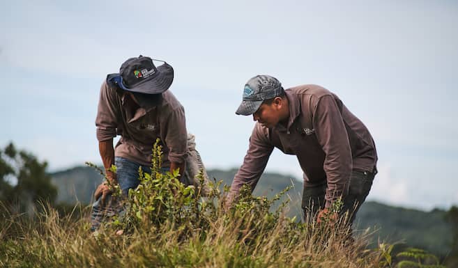 Fundación Grupo Argos ha sembrado más de cinco millones de árboles ...