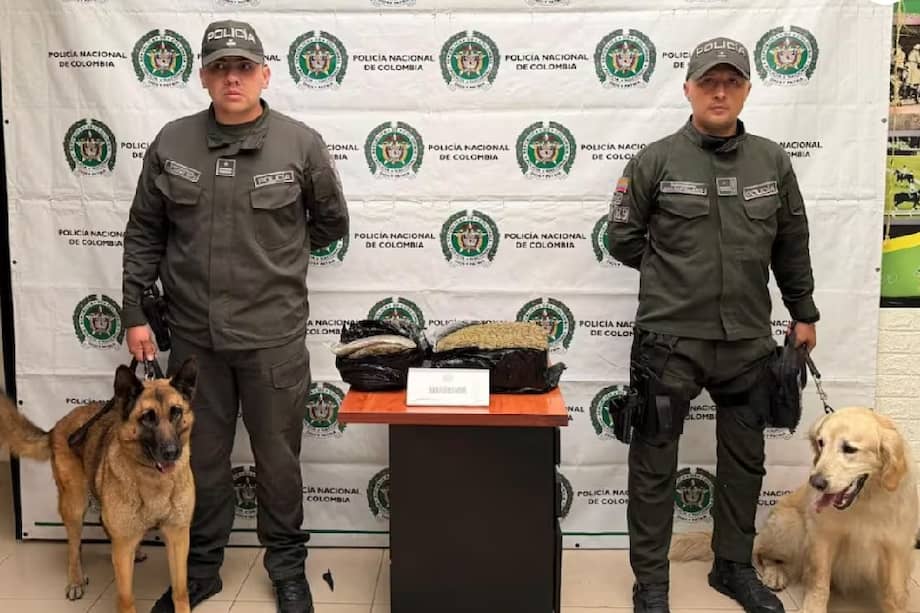 La marihuana estaba camuflada en paquetes listos para ser despachados por empresas de mensajería terrestre.