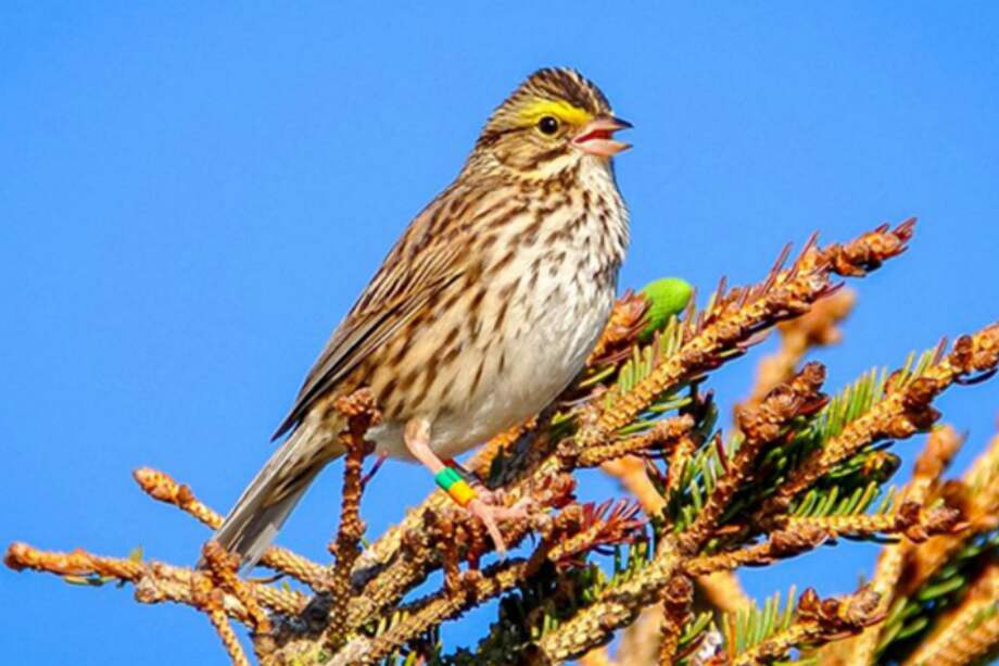 Durante el experimento, 30 gorriones no solo aprendieron melodías sino que también las pasaron a la siguiente generación. / Dan Mennill