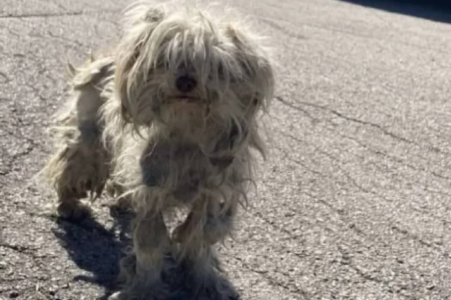 La historia de Neda ocurre en un contexto de presión constante sobre los sistemas de bienestar animal en Texas.