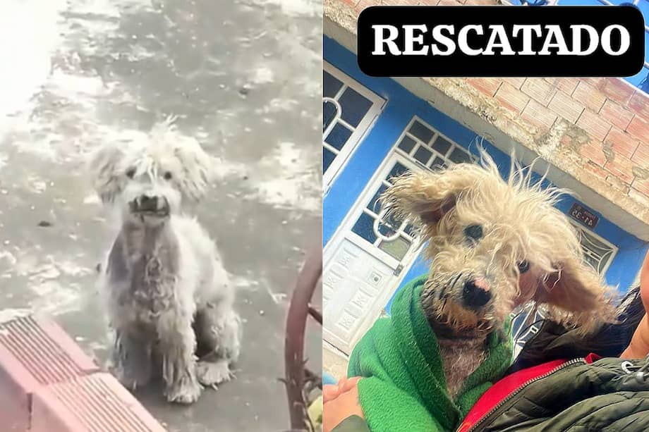 En perro estaba en una vivienda ubicada entre el límite de Bosa y Soacha.