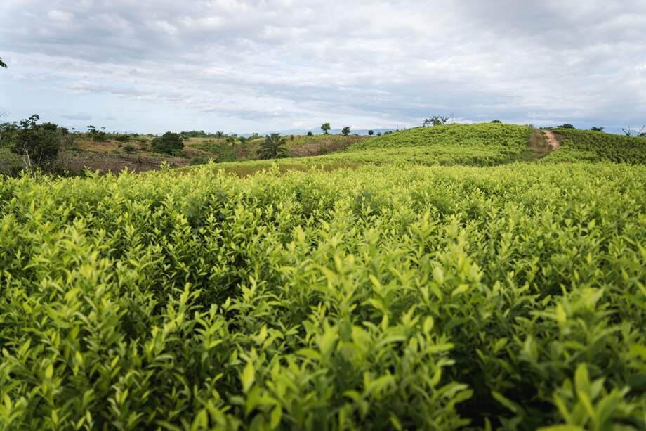 cultivos de coca en Tibú- Catatumbo
