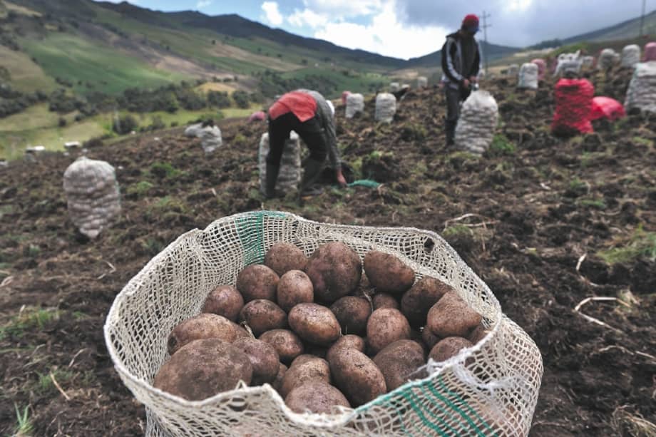 Imagen de referencia.