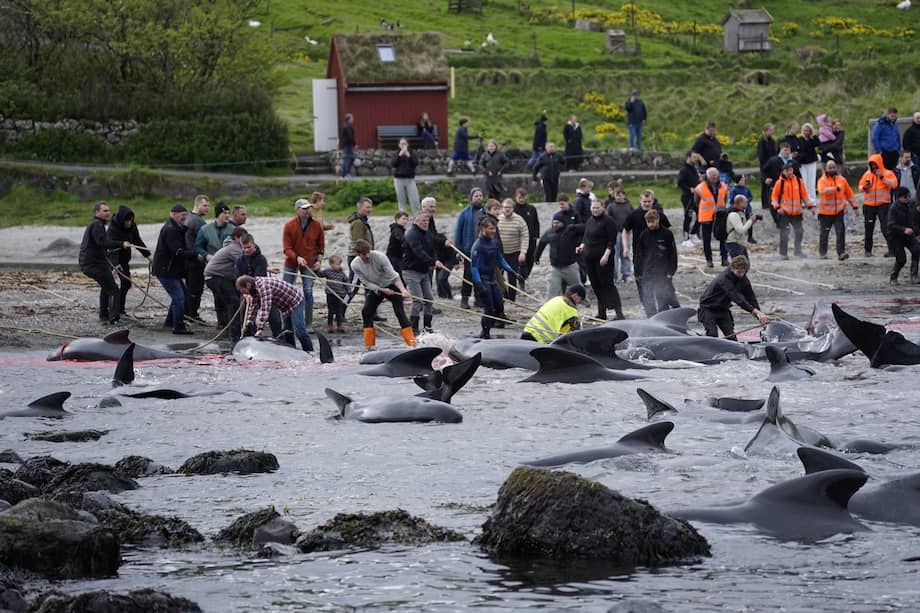 Los 706 delfines sacrificados en una sola jornada equivalen a más de dos tercios de todos los mamíferos marinos capturados en las Islas Feroe durante 2025. En otras palabras, en apenas unas horas se abatió una cantidad de animales comparable a la mayor parte de las capturas registradas en todo un año. Foto: Sea Shepherd