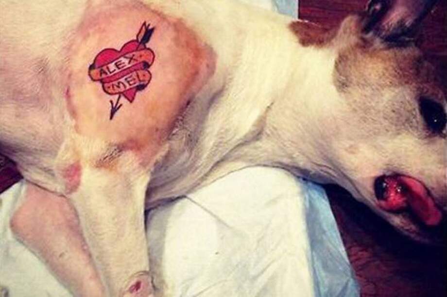 Habría drogado a su perro para tatuarlo