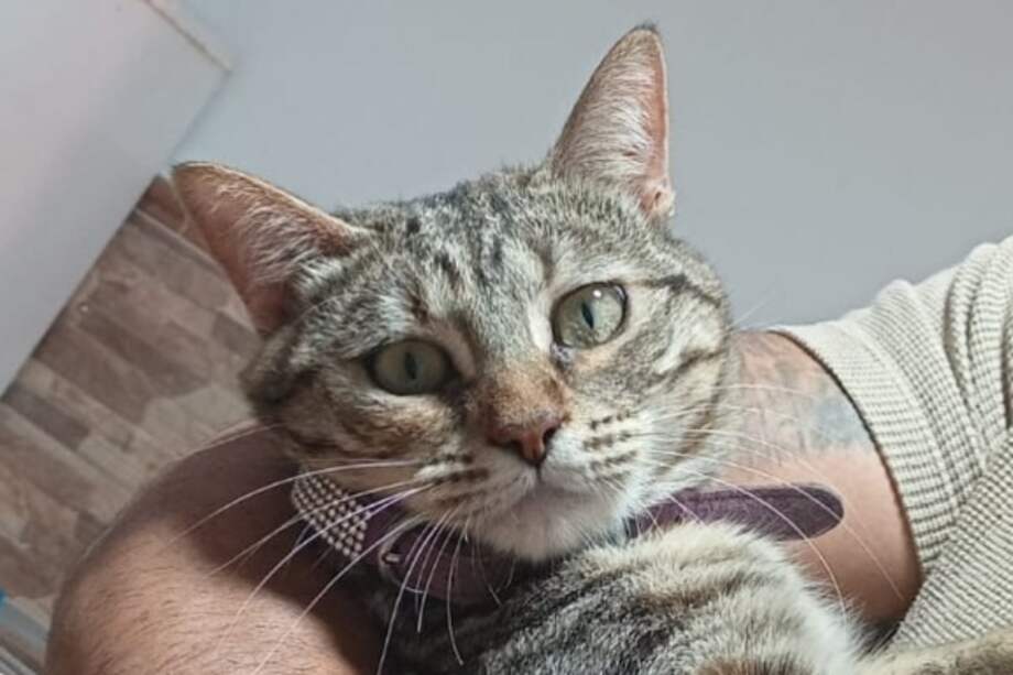 Aunque tranquila y sociable, esta gata podría ser sacrificada si no encuentra pronto un hogar.