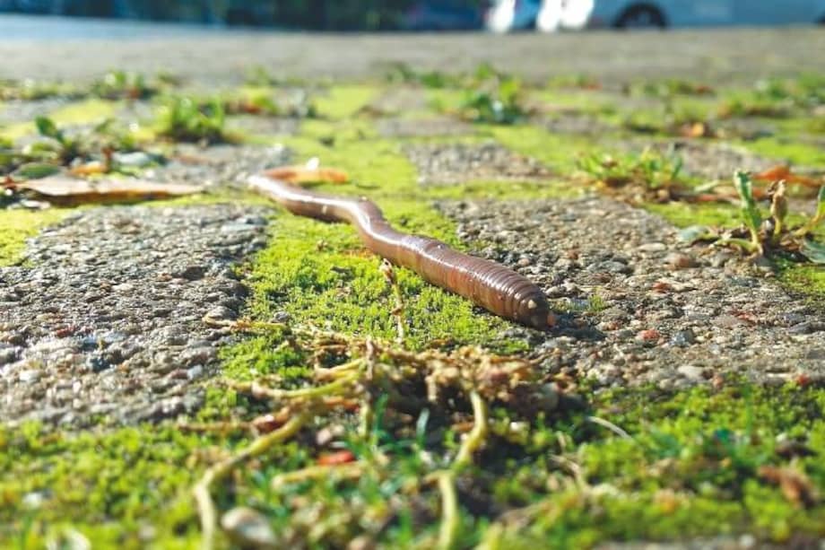 La diversidad de las lombrices es mayor en regiones templadas. / Pixabay