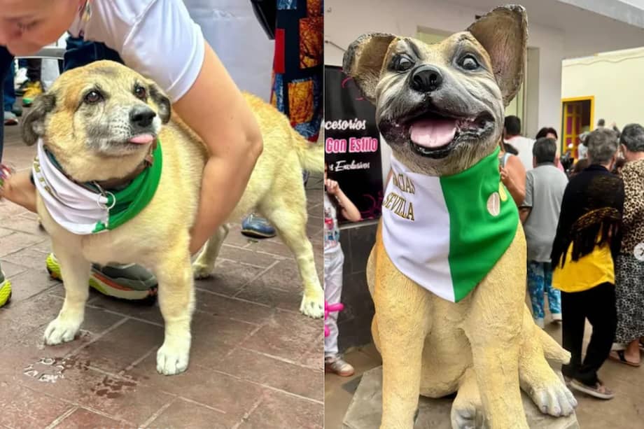 Se cree que Mono tiene más 10 años.