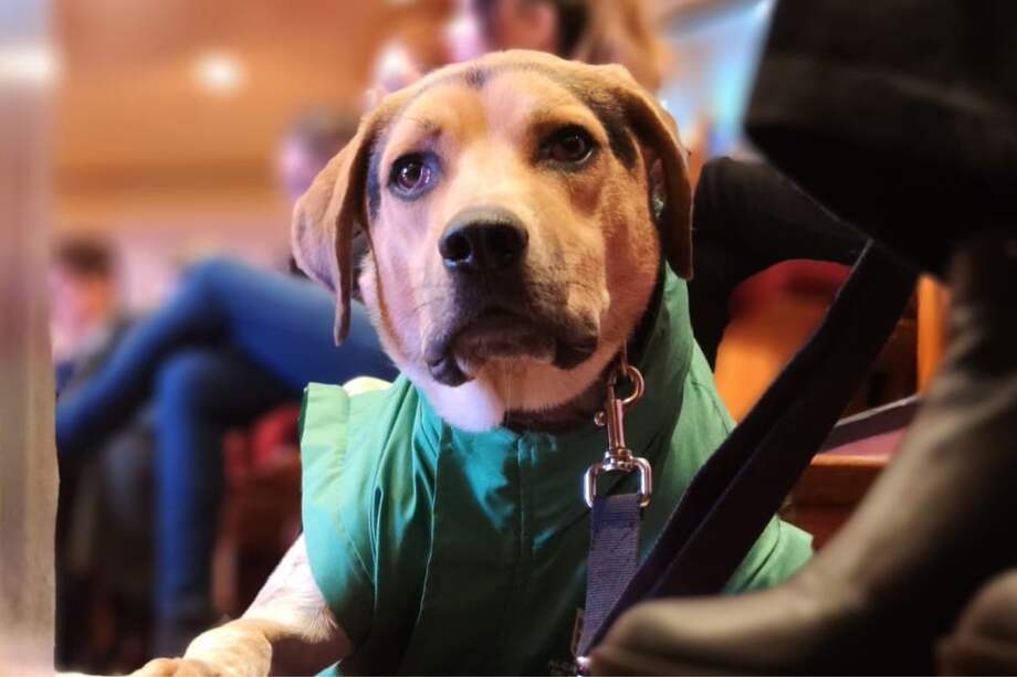 De manera virtual, del 25 al 28 de febrero, se dará la formación en protección animal en Bogotá.