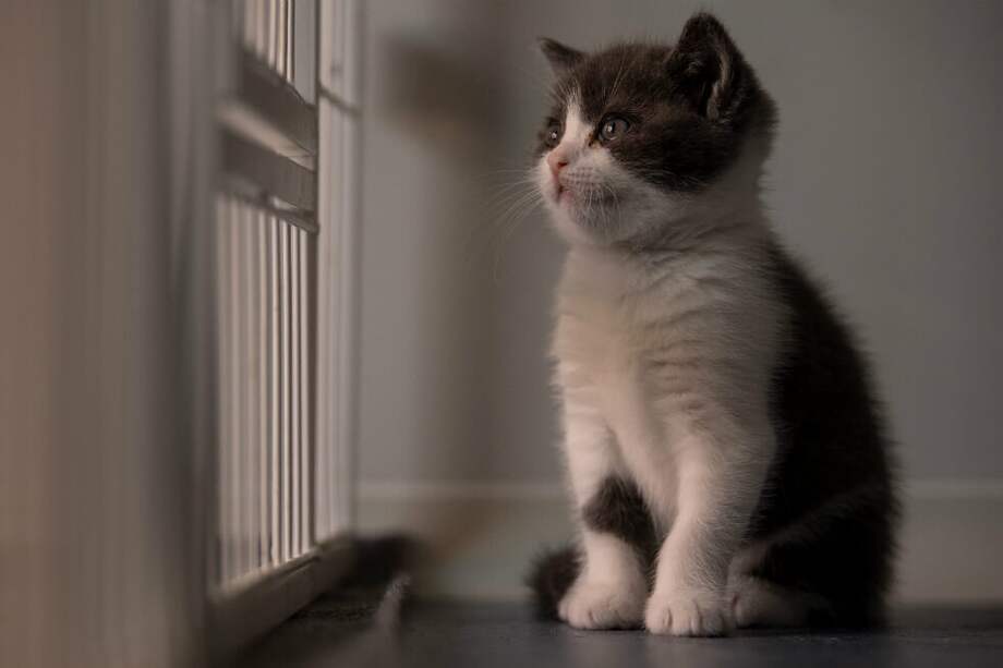 Ajo es el primer gato clonado por Sinogene, una empresa que desde 2017 ha clonado a unos 40 perros. / AFP